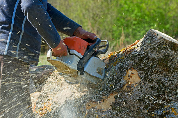 Best Tree Trimming Near Me  in Spring Valley, CA